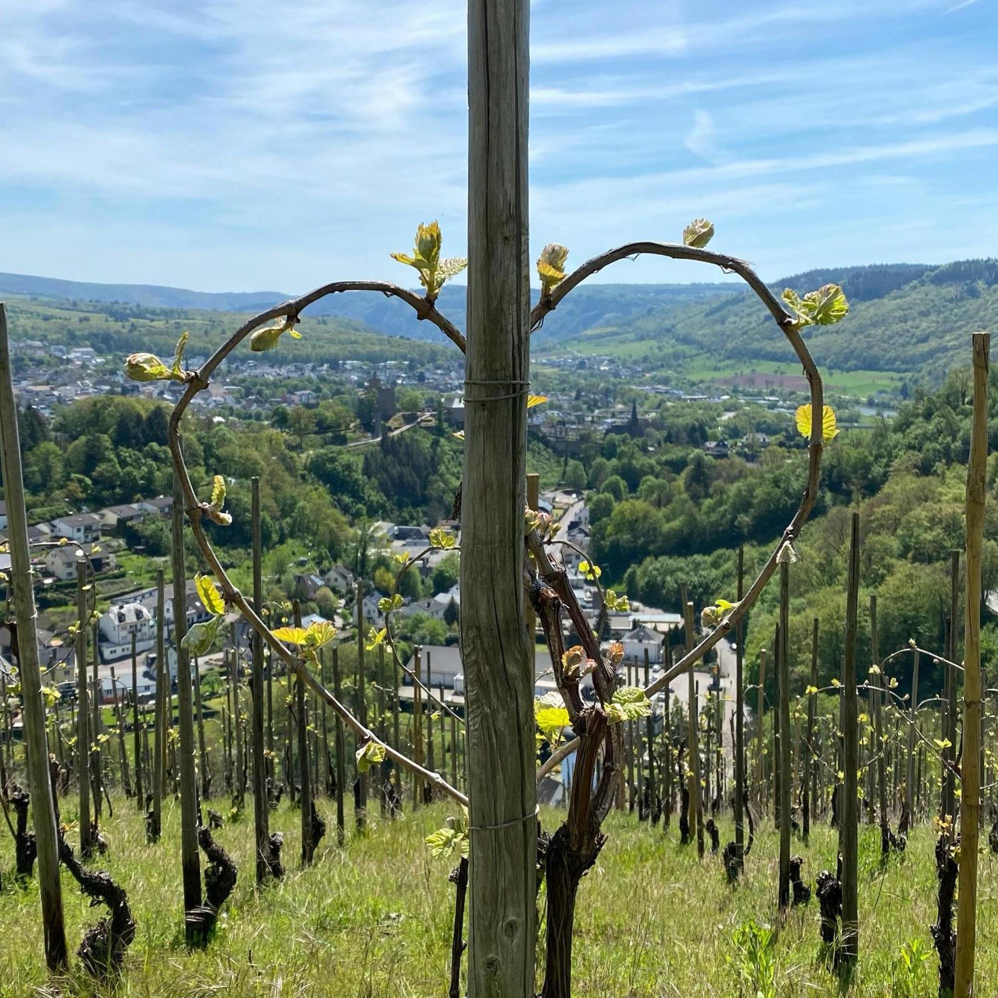 Weingut Dr Wagner Villa Saarburg Kültér fotó