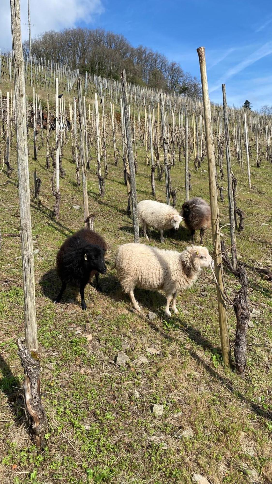 Weingut Dr Wagner Villa Saarburg Kültér fotó